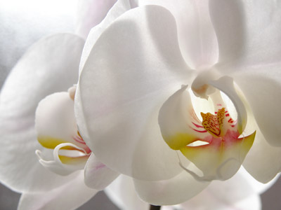 fleur
